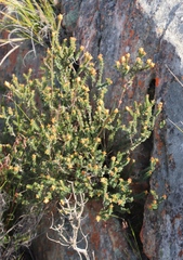 Penaea mucronata