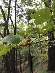 Hamamelis virginiana
