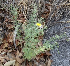 Erigeron neomexicanus