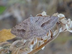 Digrammia subminiata