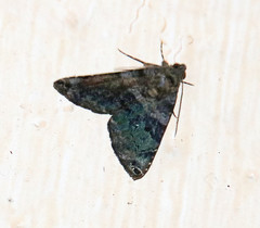 Coenipeta bibitrix