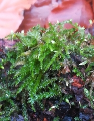 Eurhynchium angustirete