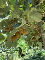 Actinidia chinensis