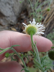 Erigeron neomexicanus