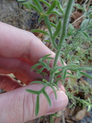 Erigeron neomexicanus