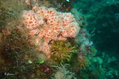 Hemimycale columella