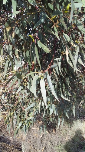 Image of Eucalyptus occidentalis by no rights reserved