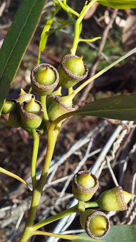 Image of Flat-Topped Yate (Eucalyptus occidentalis) by no rights reserved
