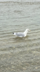 Larus argentatus