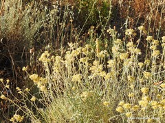 Lavandula pedunculata