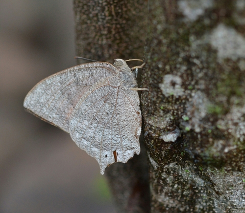 Anaea aidea
