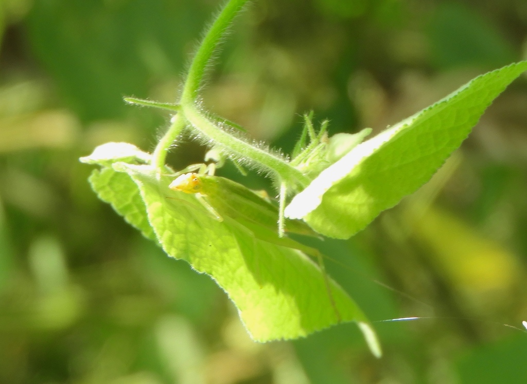 Oecanthus comma