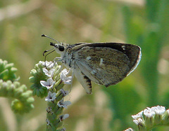 Hesperopsis libya