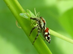 Nycerella delecta