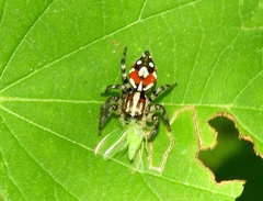 Nycerella delecta
