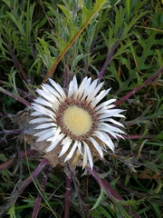 Carlina acaulis