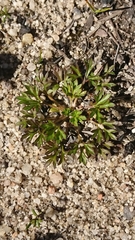 Actinotus forsythii