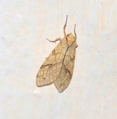 Lophocampa annulosa