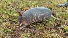 Nine-Banded Armadillo photo 5