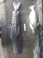 Pseudoplatystoma orinocoense