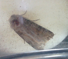 Agrotis segetum