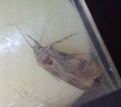 Agrotis segetum