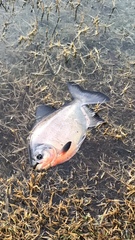 Piaractus brachypomus