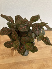 Fittonia