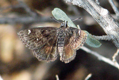 Hesperopsis alpheus