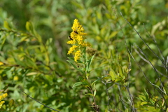 Solidago canadensis canadensis