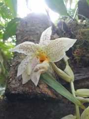 Stanhopea ruckeri