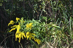 Solidago canadensis canadensis