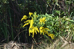Solidago canadensis canadensis