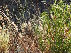 Lavandula pedunculata