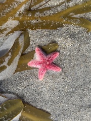 Asterias rubens