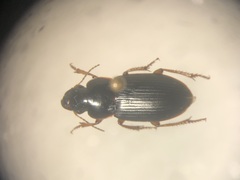 Harpalus herbivagus