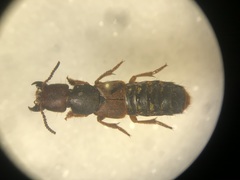 Platydracus immaculatus