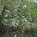 Helicia reticulata - Photo (c) Aaron Liston,  זכויות יוצרים חלקיות (CC BY), הועלה על ידי Aaron Liston