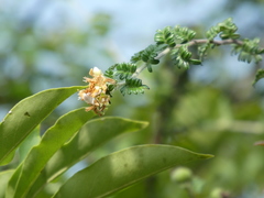 Osteomeles subrotunda
