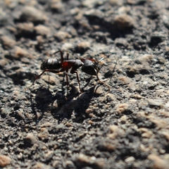 Camponotus vicinus