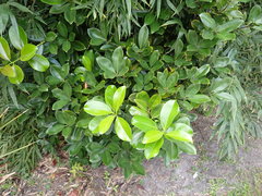 Corynocarpus