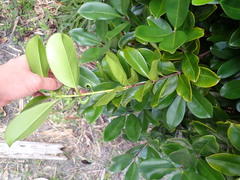 Corynocarpus