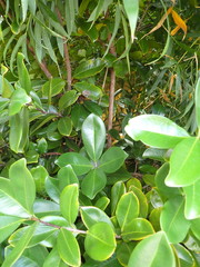 Corynocarpus