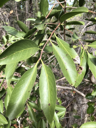 Denhamia disperma (Denhamia disperma)