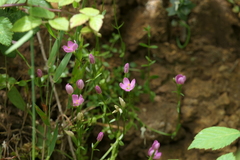 Centaurium portense