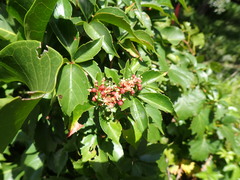 Parthenocissus quinquefolia image