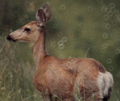 Odocoileus hemionus