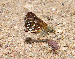 Piruna aea