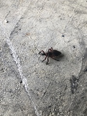 Apiomerus floridensis