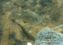 Girella laevifrons
